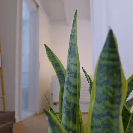 度假居 Fos - Casa Casa Group 干尼亞